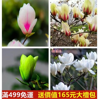 青花菜苗萃取 優惠推薦 21年7月 蝦皮購物台灣