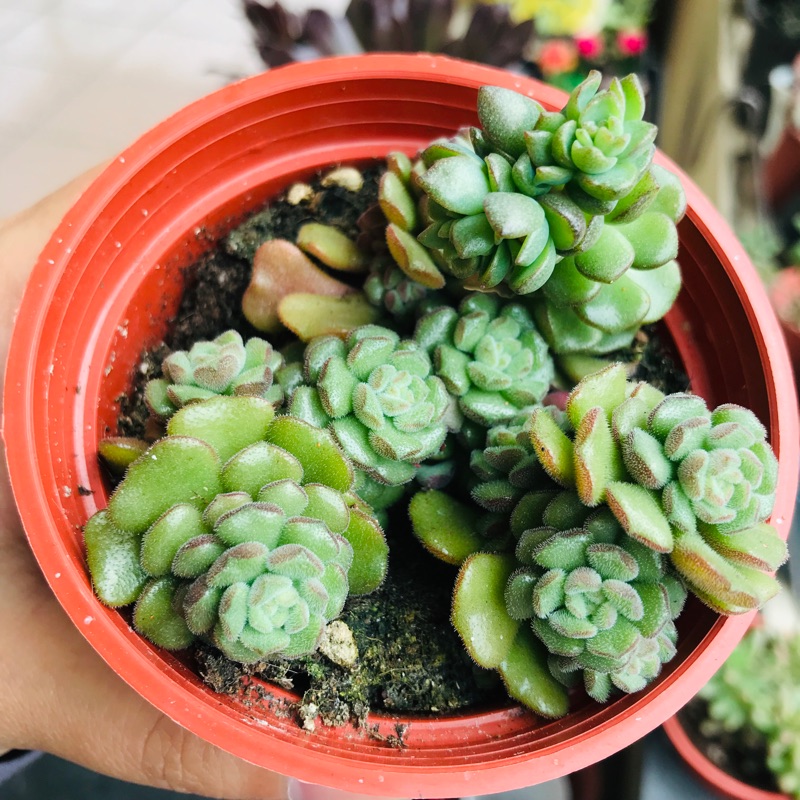多肉植物 毛小玉 3吋爆盆一物一拍 蝦皮購物