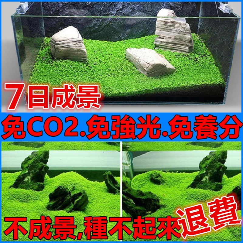 速成水草省錢省電省時間超方便水草珍珠草種子莫斯水族造景魚缸擺飾美療癒養魚輕鬆魚缸燈夾剪 蝦皮購物