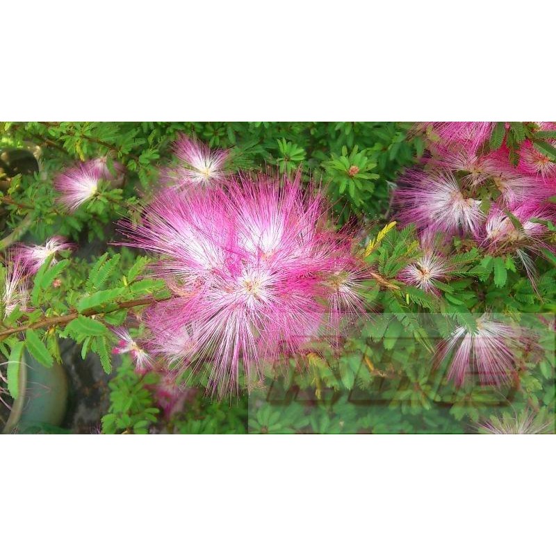 花田厝 Wl108 香水合歡 香水粉撲花 蝦皮購物