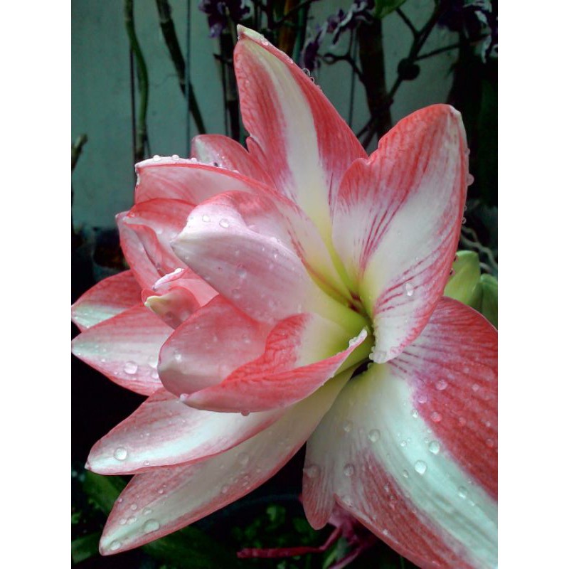 重瓣孤挺花 千禧 花孔雀 開花球根 蝦皮購物