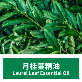 【馥靖精油】月桂葉精油 Laurel Leaf Essential Oil