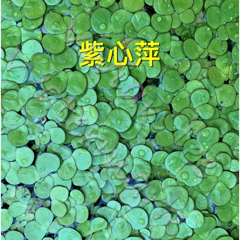 浮萍 優惠推薦 23年2月 蝦皮購物台灣