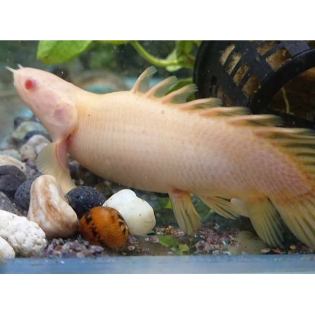 短身白子金恐龍3a短身白子金恐龍恐龍魚小型恐龍魚 蝦皮購物
