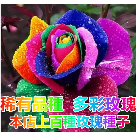 玫瑰花種子稀有品種冷色系列玫瑰種籽超低價最新品種發芽率高達99 蝦皮購物