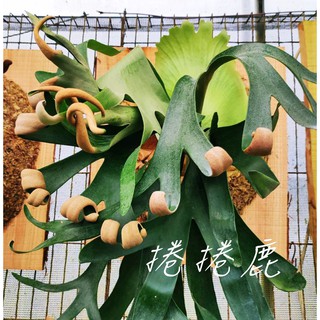 《柯比植物》鹿角蕨 Platy. 'FongSiQi QQ' 捲捲鹿 TC