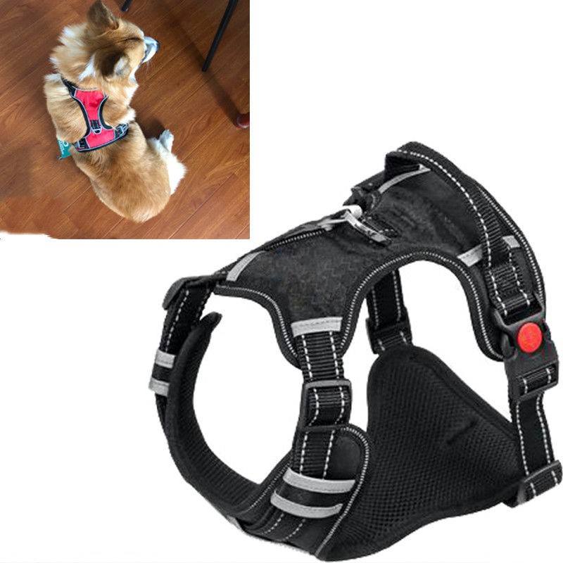 免運 結實狗狗套金毛哈士奇狗狗項圈胸背帶牽引大狗胸背中型犬大型犬胸背帶牽引繩 蝦皮購物