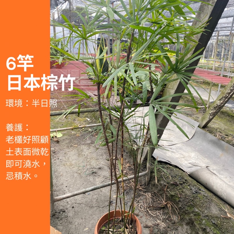 1人高 6竿 細竿高挑 日本棕竹 棕竹 植物 樹 盆栽 ig 網紅 觀葉植物 網紅植物 室內植物 空氣淨化 陽台植物