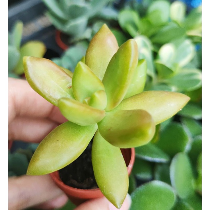 1吋盆 銘月 多肉植物 5盆100 蝦皮購物