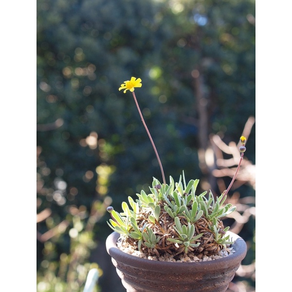 刨花厚敦菊實生苗⋯⋯⋯