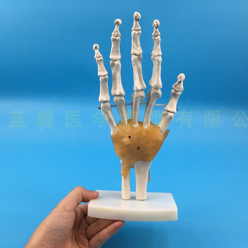 ♥❤人體手骨 手關節附韌帶模型 人體手指骨骼模型 手部手掌骨骼模型