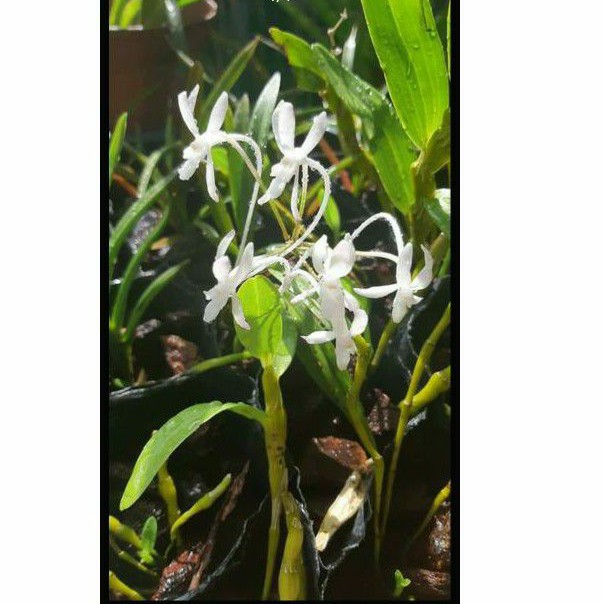 妞妞花園日本風蘭3吋盆 蝦皮購物