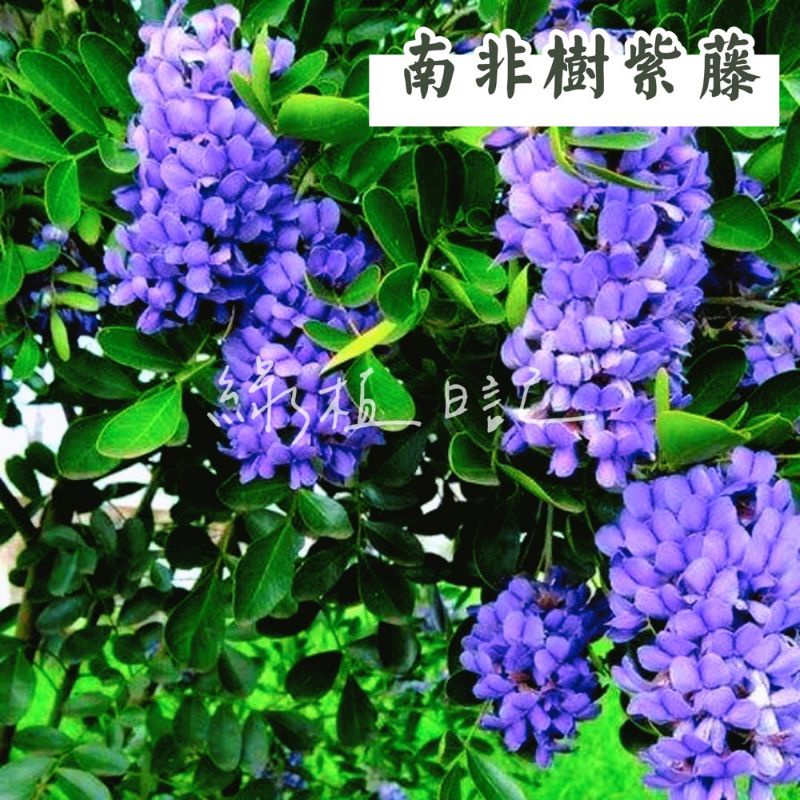 | 綠植日記 | 南非樹紫藤種子/5顆90元