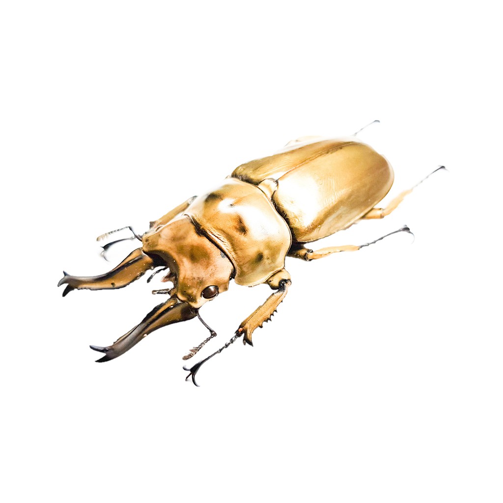 【黃金蟲蘭 網路商店】羅森伯基黃金鬼鍬形蟲 50~74mm 單公標本
