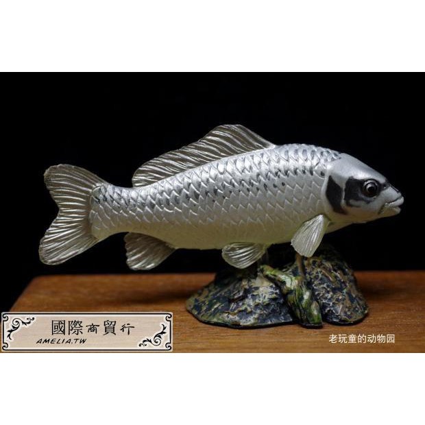 絕版日本yujin 原色淡水魚圖鑒2代改訂版單賣隱藏版 人面魚 蝦皮購物