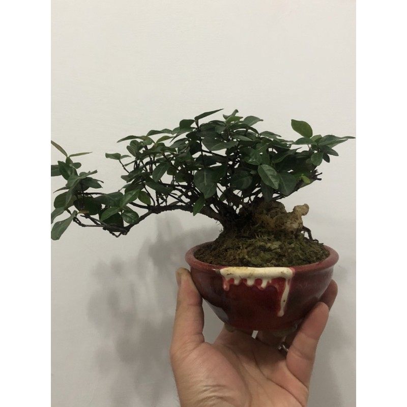 日本 進口小品盆栽定家葛 丁字葛 附石罕見 數量稀少生長緩慢盆培多年開花超香 蝦皮購物