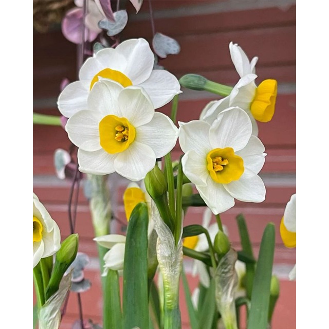 水仙花西洋水仙西洋水仙花種球荷蘭水仙花球根水仙四季開花花卉種子多年生綠植水仙花水仙種球球根濃香型 蝦皮購物