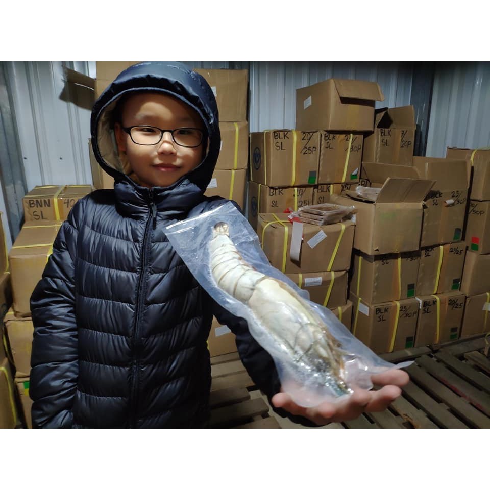 菲律賓野生手臂蝦(300g以上)有機無，超級無敵大(每箱10公斤)
