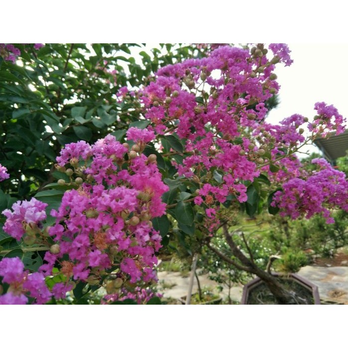 四十年九芎嫁接紫薇 蝦皮購物