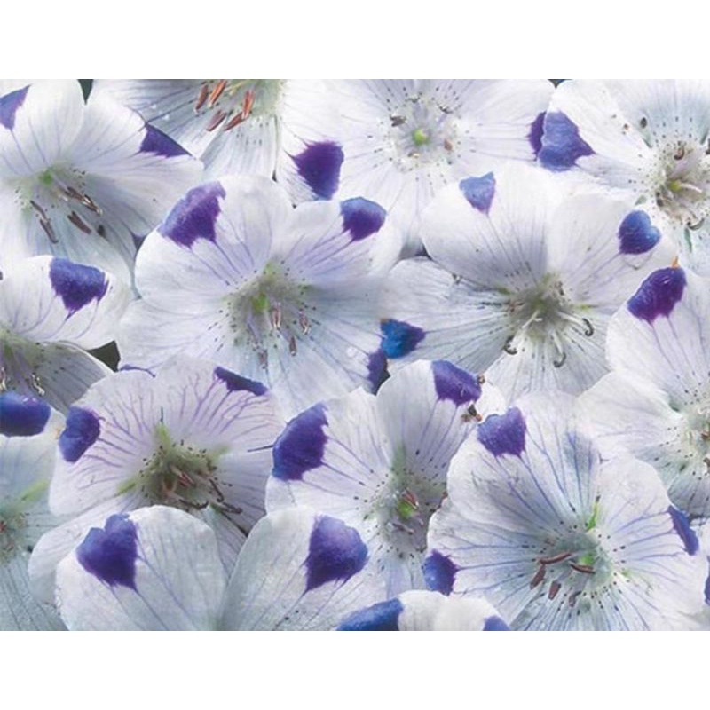 現貨英國進口粉蝶花種子秋植 蝦皮購物