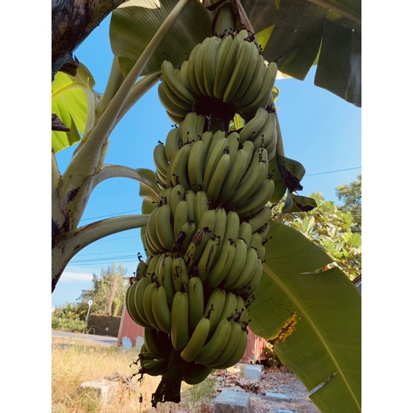 出售香蕉苗好種存活率高