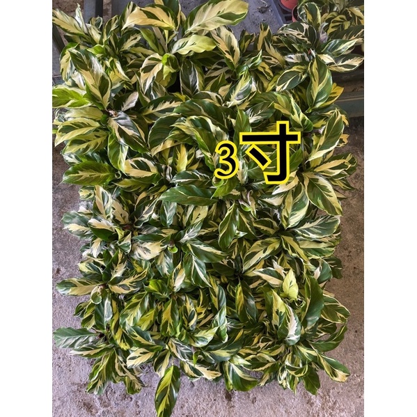 觀葉植物～黃油畫竹芋（3吋）