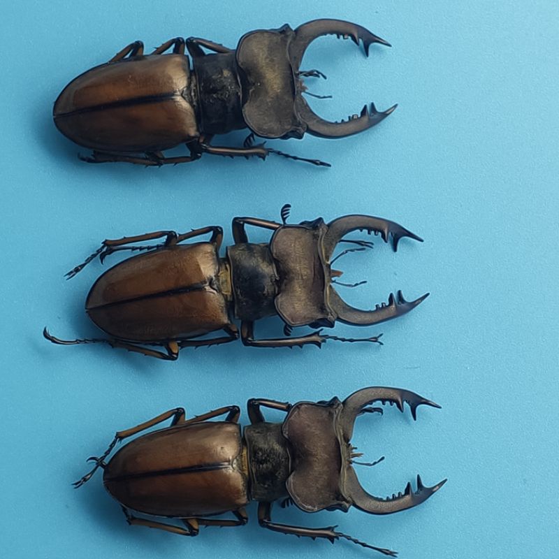 Lucanus Delavayi 黃鞘深山鍬形蟲極大尺吋 精緻不可動模型 蝦皮購物