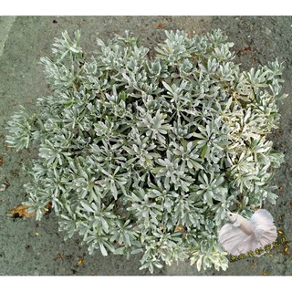 天冷植株小! 8吋盆 [大芙蓉盆栽 避邪草盆栽 ] 室外植物 驅邪避兇 淨身洗澡 收驚泡澡用 常搭配茉草/抹草一起使用