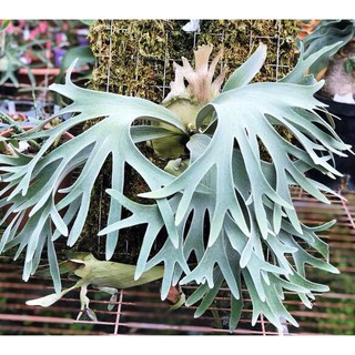《柯比植物》 鹿角蕨 P.willinckii cv.Celso Tatsuta 賽爾索鹿角蕨(女王巨獸象耳細菌亞猴)
