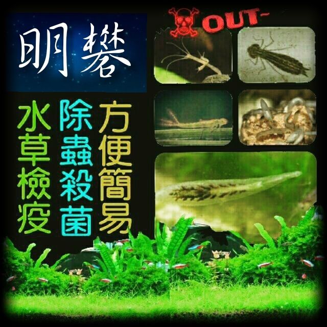 水草檢疫 明礬明礬粉水族專用水草快速檢疫除蟲除螺有效預防去除 水之舞坊 蝦皮購物