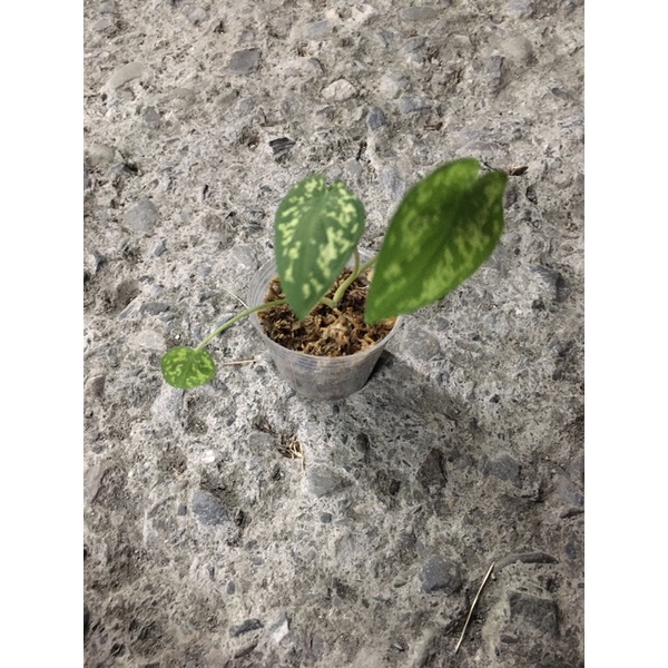 （觀葉植房）迷彩彩葉芋3寸/觀葉植物