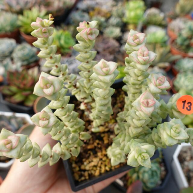 景天Echeveria #小米星錦 多肉植物  後3張照片為#15