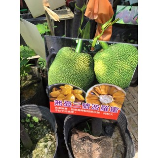 卉迎園藝 無憂三號波羅蜜嫁接苗高度60公分/水果樹苗/新興果樹