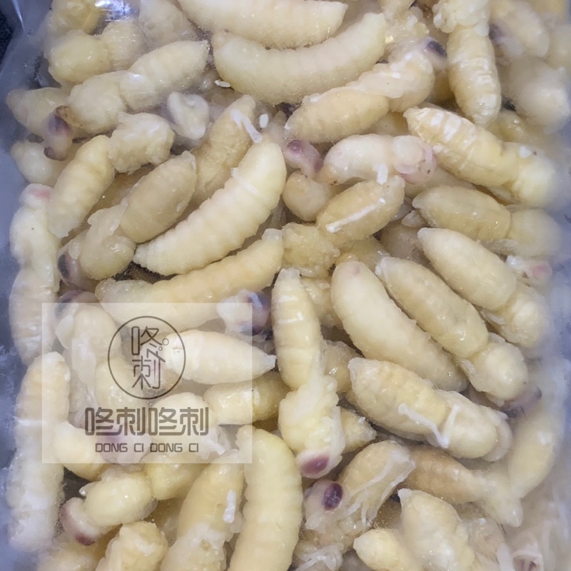 咚刺咚刺新鮮虎頭蜂蛹頂級蜂蛹蜂蛹極品零食刺蝟零食小蜜零食鮮食 蝦皮購物