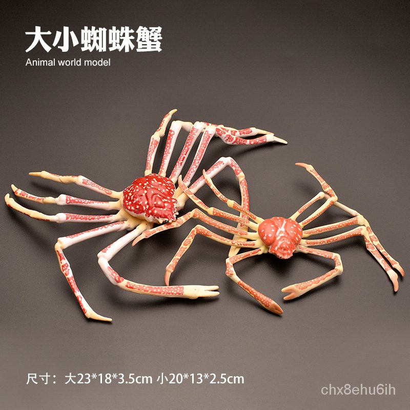 益智 啟蒙 好玩兒童禮物仿真海洋海底玩具螃蟹梭子蟹椰子蟹帝王蟹蜘蛛蟹寄居蟹 蝦皮購物