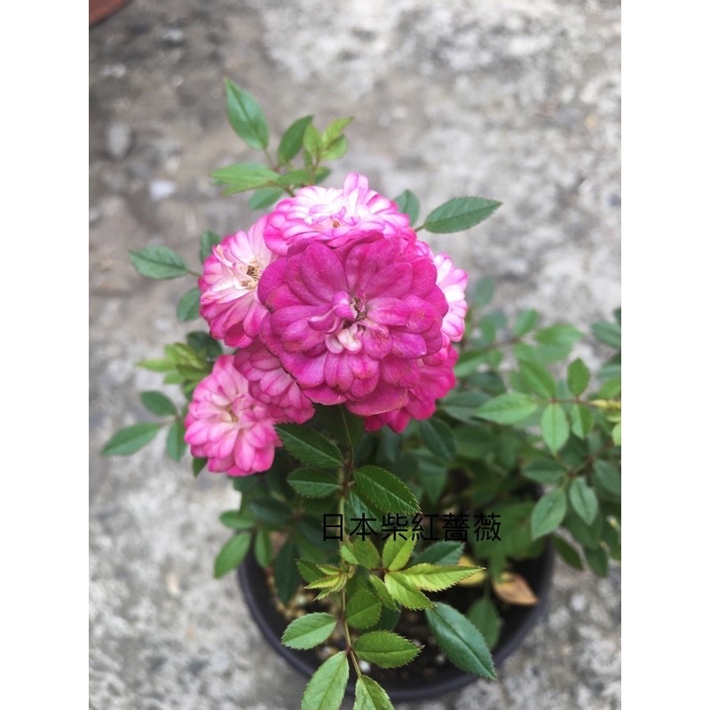 玫瑰花 日本紫紅照葉薔薇天使薔薇微月玫瑰 蝦皮購物