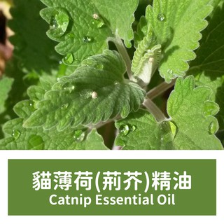 【馥靖皂材】貓薄荷精油 (荊芥精油) Catnip Essential Oil