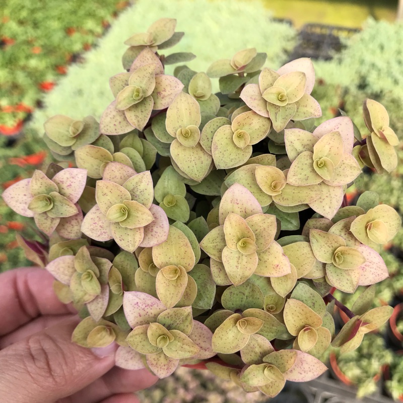 多肉 黃金怡心草 3吋 蝦皮購物