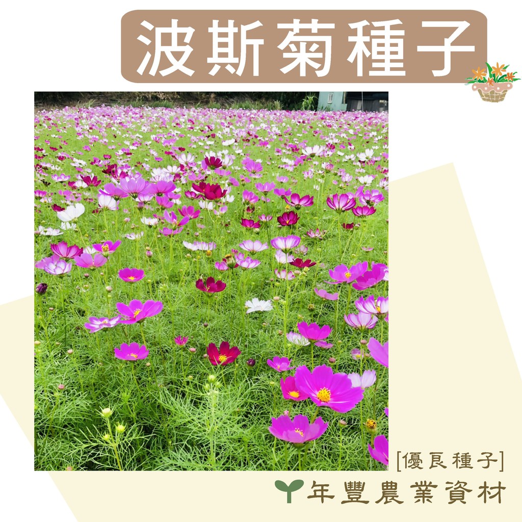 [優良種子] 波斯菊種子，優良品種來自荷蘭, 500公克(約7萬5千顆)~1公斤裝