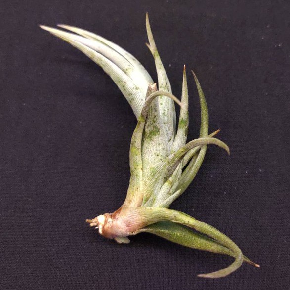 空氣鳳梨－白劍(國際)－Tillandsia xiphioides (TI)－經典絨毛紋路質感原生品種