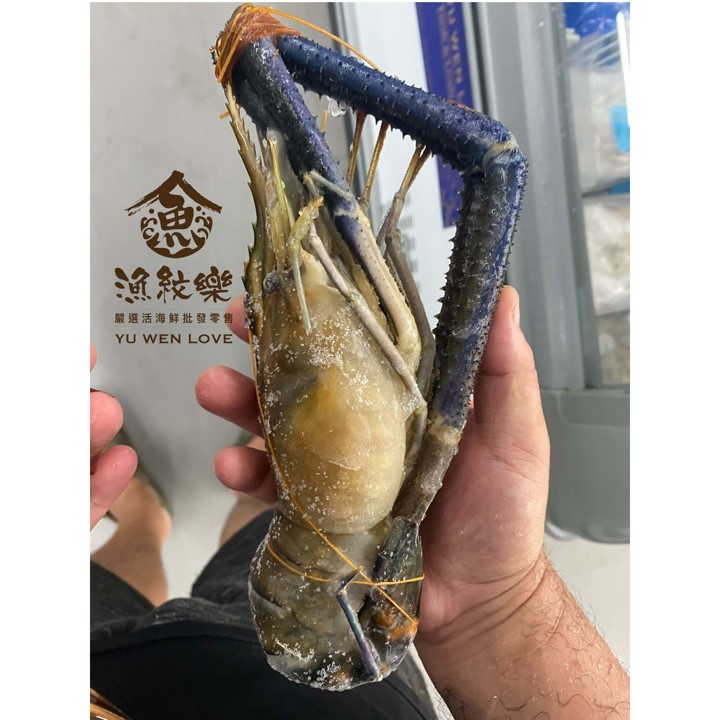 中秋超殺海鮮批發優惠價 活凍斯里蘭卡蝦 400 500g 尾 蝦皮購物