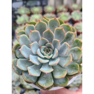 花月夜 優惠推薦 22年10月 蝦皮購物台灣