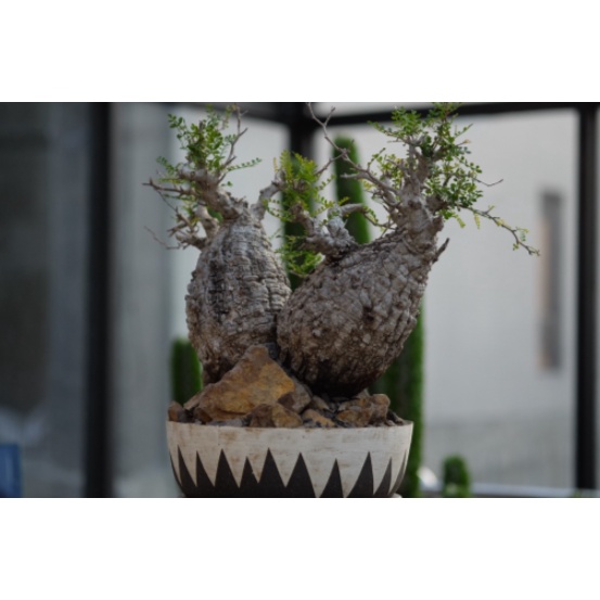 酉象足漆樹的價格推薦 22年11月 比價比個夠biggo