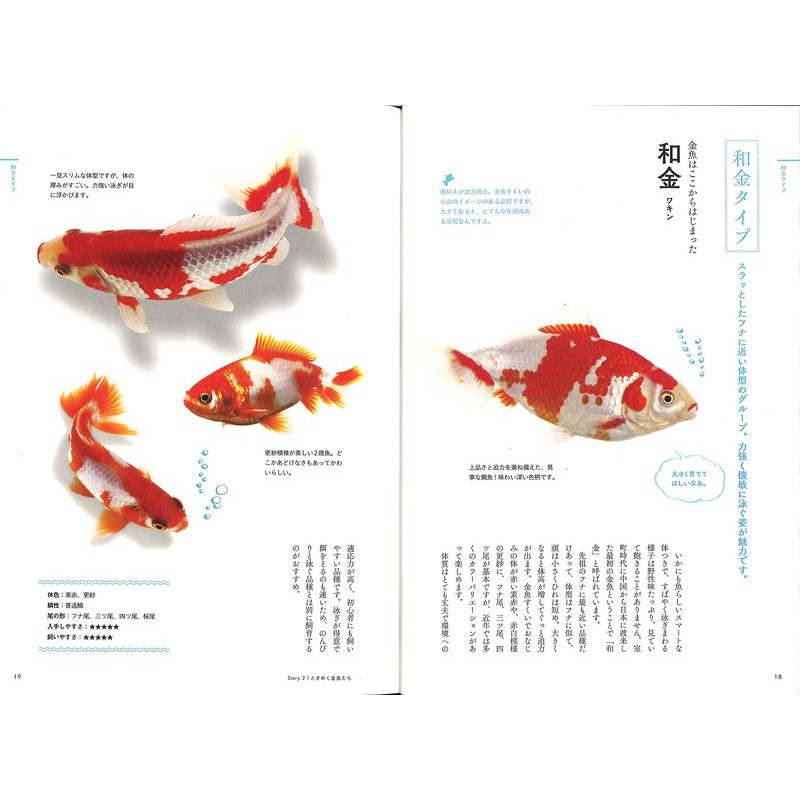 現貨 ときめく金魚圖鑑 蝦皮購物