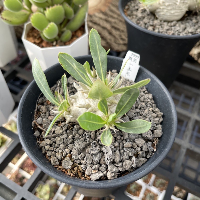 一本尼微笑多肉植物園藝 蝦皮購物