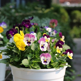 食用花優惠推薦 22年12月 蝦皮購物台灣