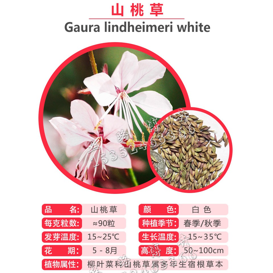 花山桃草种子四季播种开花阳台盆栽室外庭院易活花卉种子 蝦皮購物