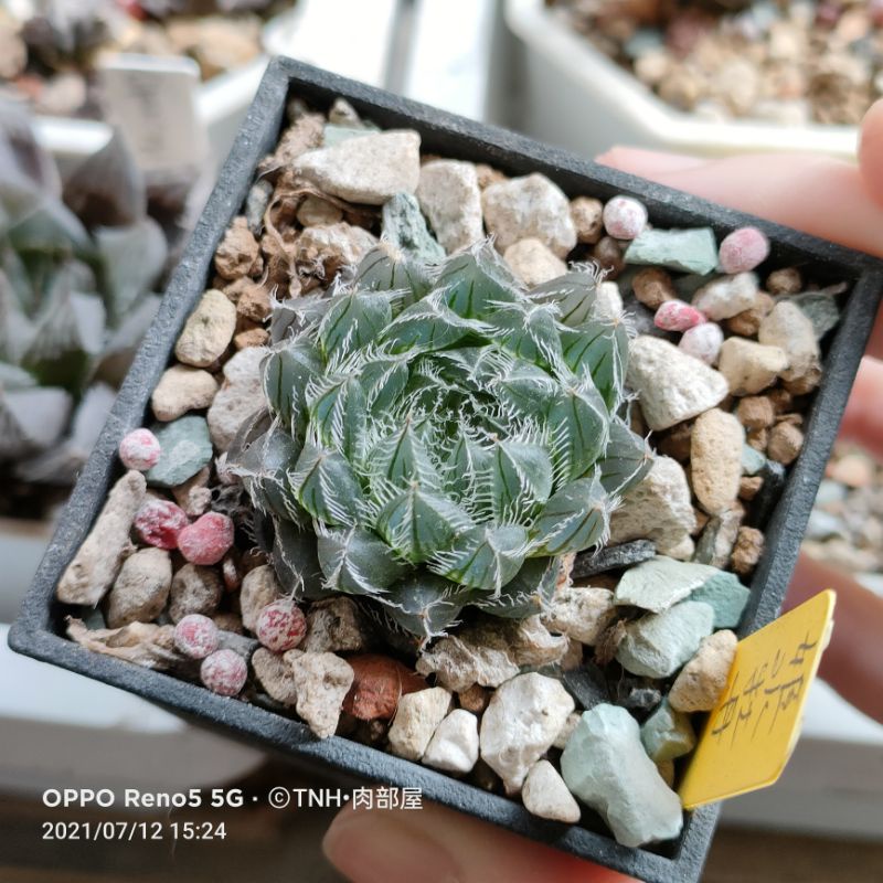 肉部屋姬水牡丹玉露百合多肉植物阿福花科 蝦皮購物
