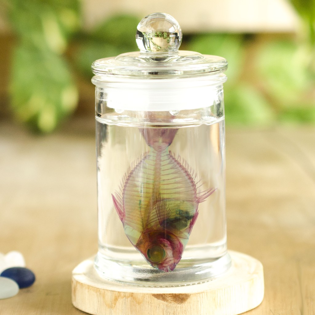 价格从 815 21 魚心標本藝術 鱸鰻auguilla Marmorata Best Price Products