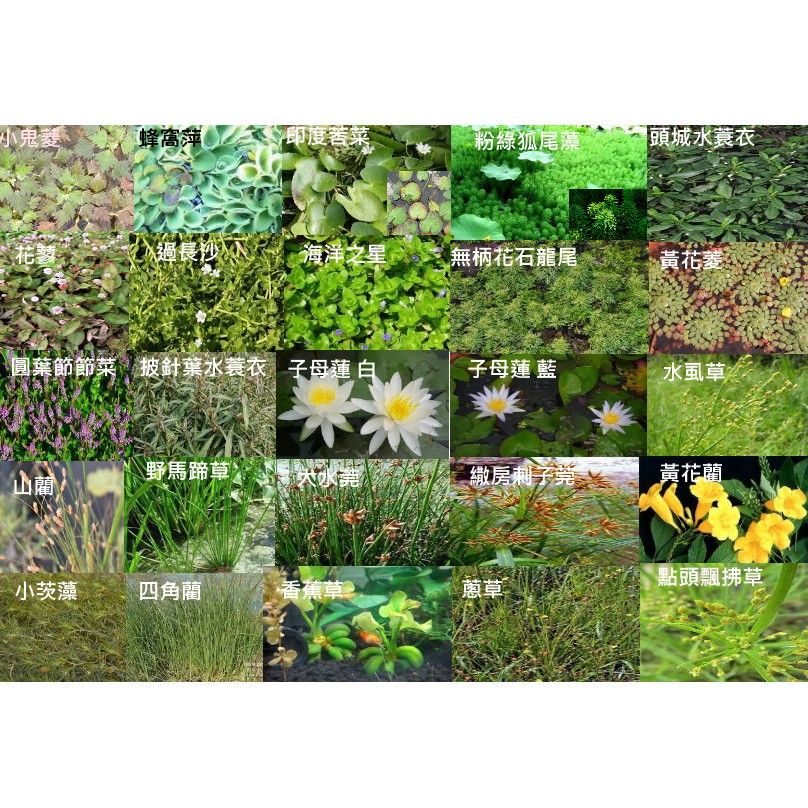 多種稀有水生植物苗本裸根出貨 F070 蝦皮購物